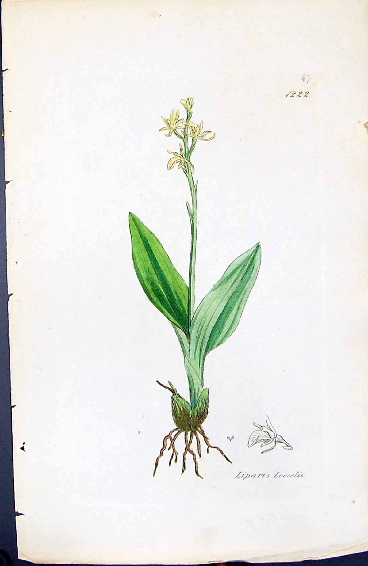 Antique Old Print Liparis Loeselii British Plants Botany 1847 Sowerby Smith