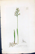 Antique Print Corallorhiza Innata British Plants Botany 1847 Sowerby Smith 19th