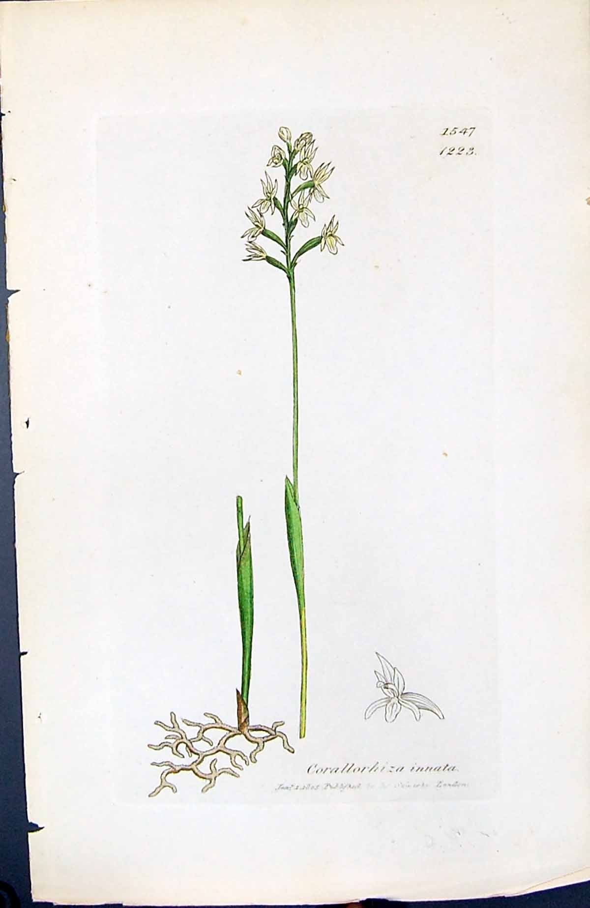 Antique Print Corallorhiza Innata British Plants Botany 1847 Sowerby Smith 19th