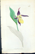 Old Print Cypripedium Calceolus British Plants Botany 1847 Sowerby Smith 19th