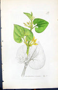 Old Aristolochia Clematitis British Plants Botany 1847 Sowerby Smith Victorian