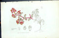 Antique Old Print Euphorbia Peplis British Plants Botany 1847 Sowerby Smith