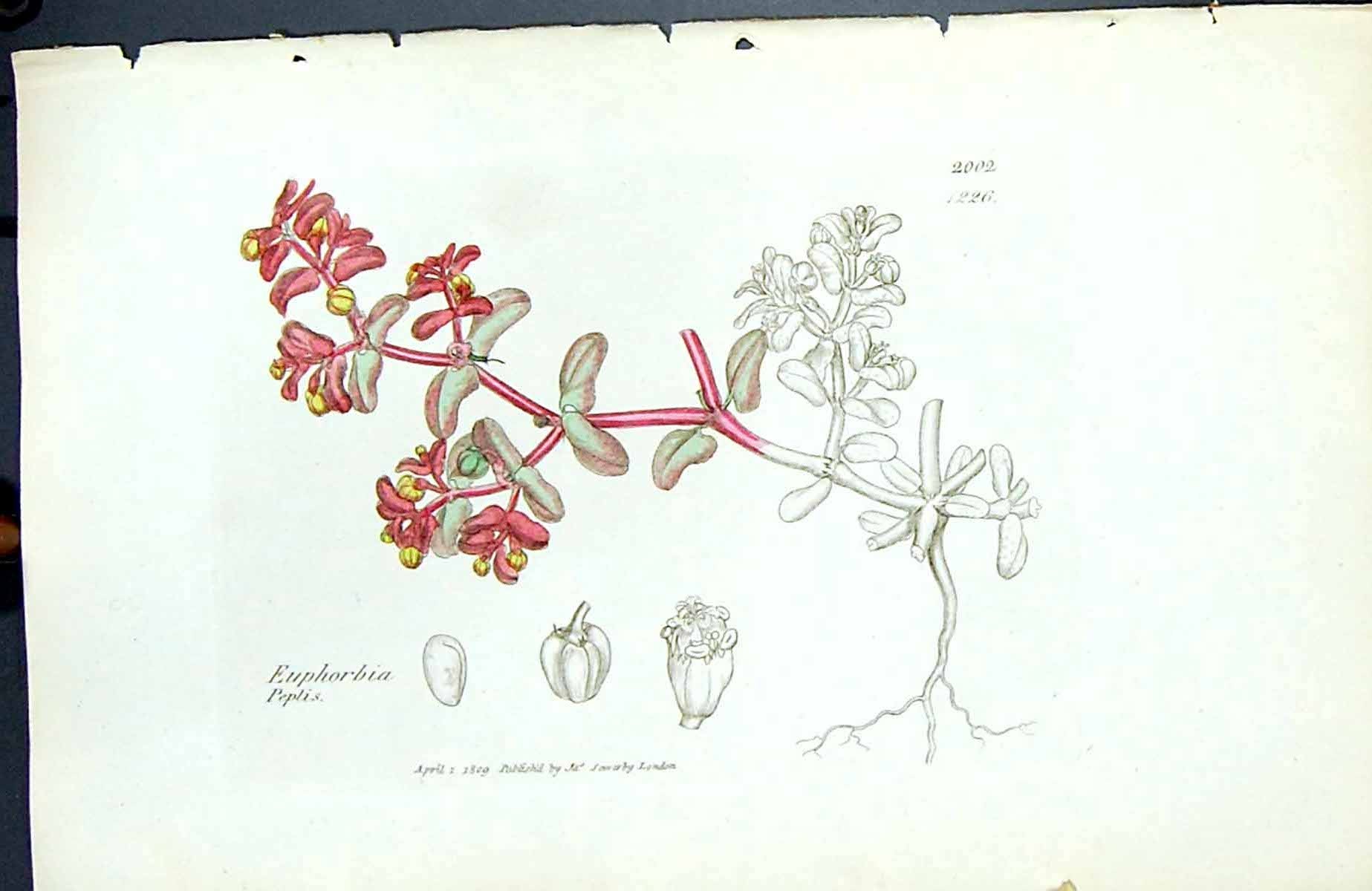 Antique Old Print Euphorbia Peplis British Plants Botany 1847 Sowerby Smith