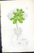 Old Print Euphorbia Helioscopia British Plants Botany 1847 Sowerby Smith 19th