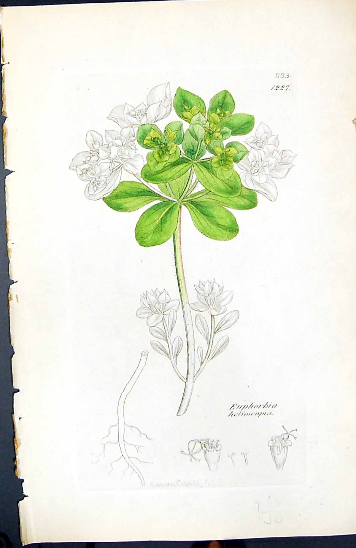 Old Print Euphorbia Helioscopia British Plants Botany 1847 Sowerby Smith 19th