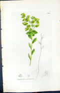 Old Print Euphorbia Platyphylla British Plants Botany 1847 Sowerby Smith 19th
