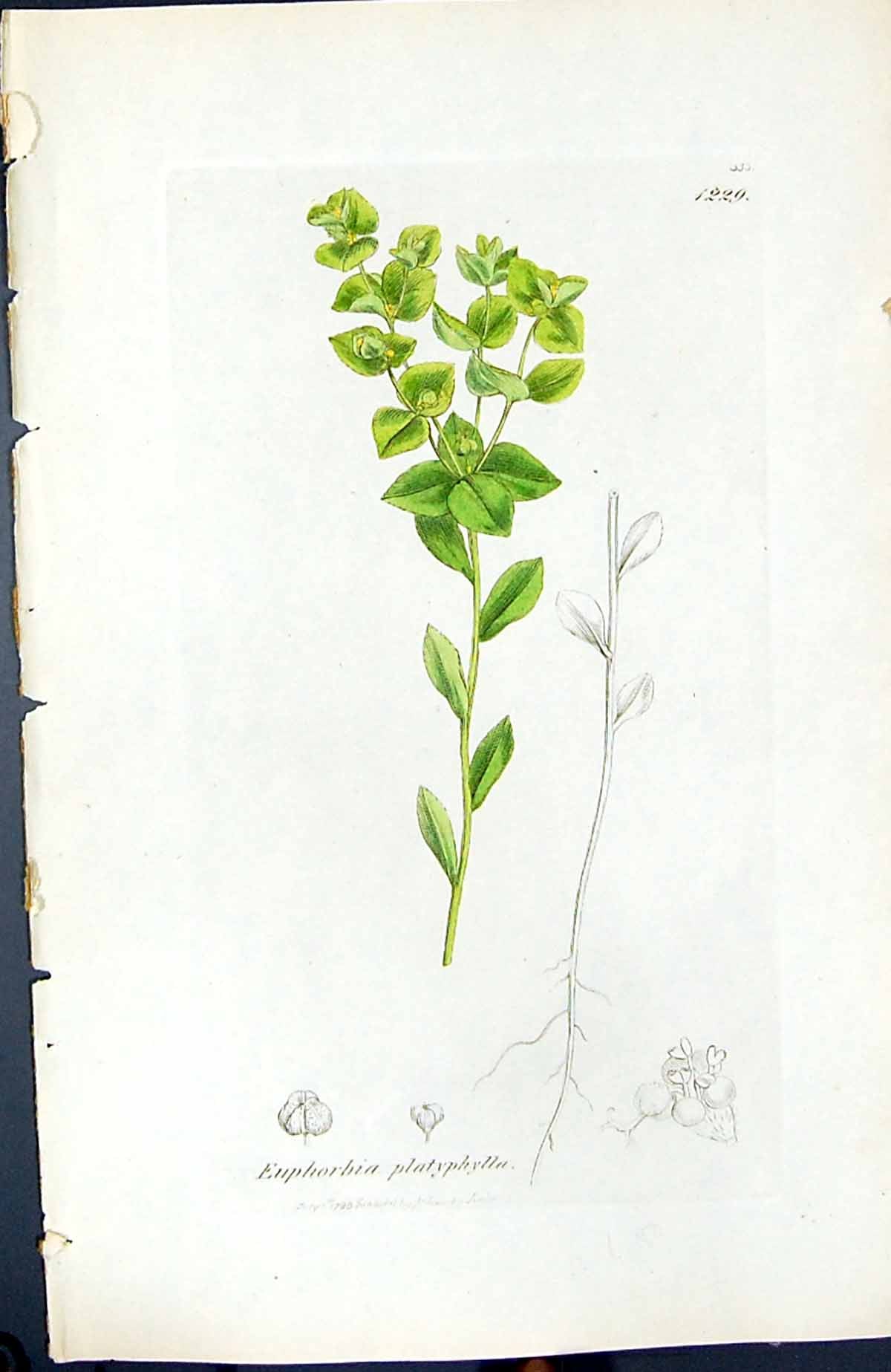 Old Print Euphorbia Platyphylla British Plants Botany 1847 Sowerby Smith 19th