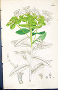 Old Print Green Leaves Euphorbia British Plants Botany 1847 Sowerby Smith 19th