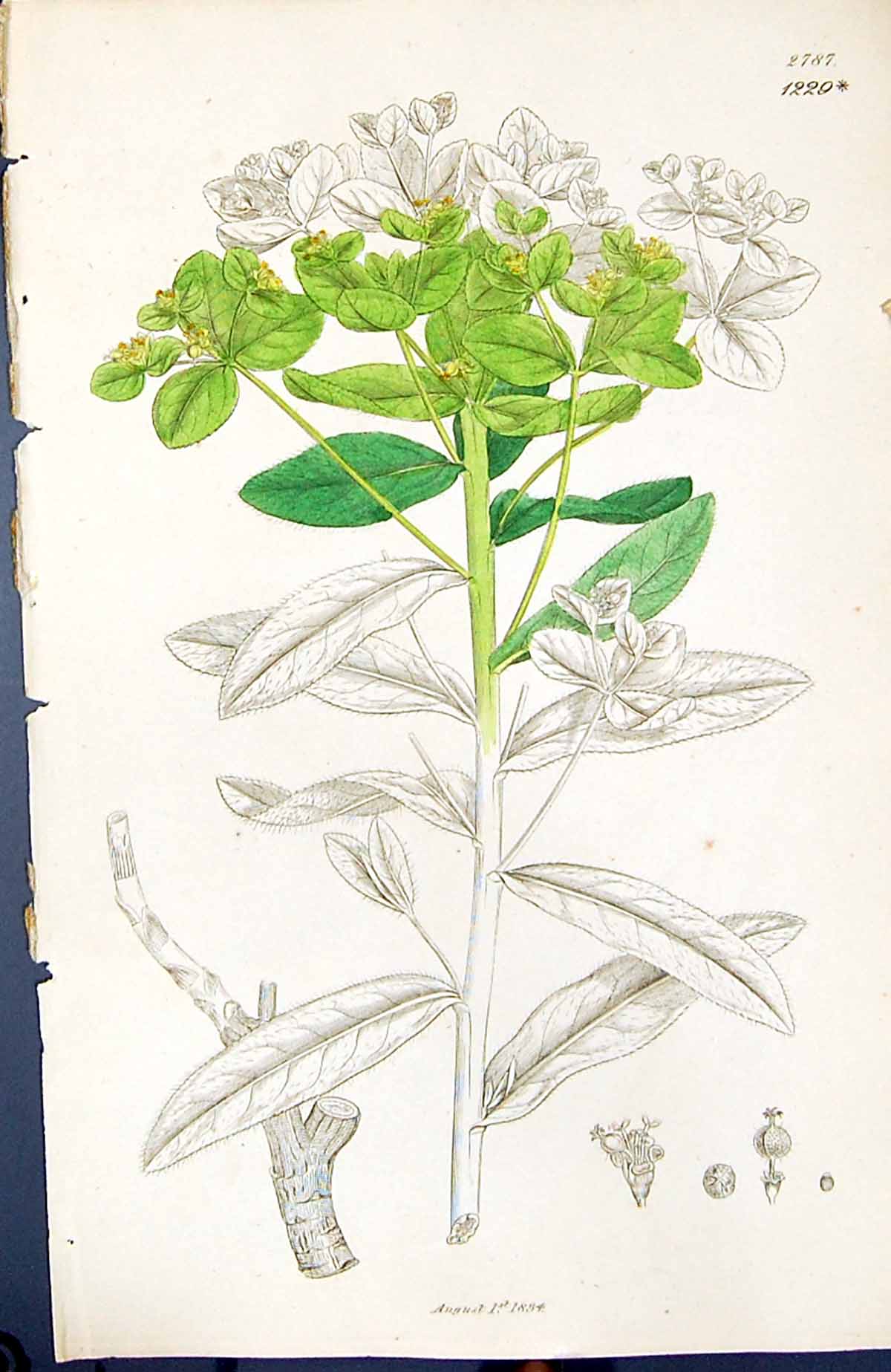 Old Print Green Leaves Euphorbia British Plants Botany 1847 Sowerby Smith 19th