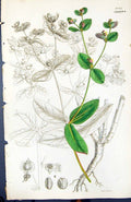 Antique Old Print Euphorbia Green British Plants Botany 1847 Sowerby Smith 19th