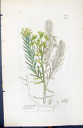 Old Print Euphorbia Cyparissias British Plants Botany 1847 Sowerby Smith 19th