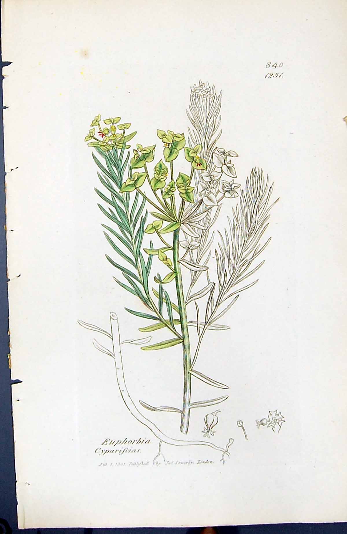 Old Print Euphorbia Cyparissias British Plants Botany 1847 Sowerby Smith 19th