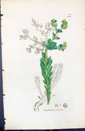 Antique Old Print Euphorbia Paralias British Plants Botany 1847 Sowerby Smith