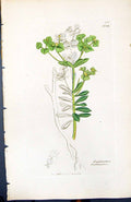 Old Print Euphorbia Portlandica British Plants Botany 1847 Sowerby Smith 19th
