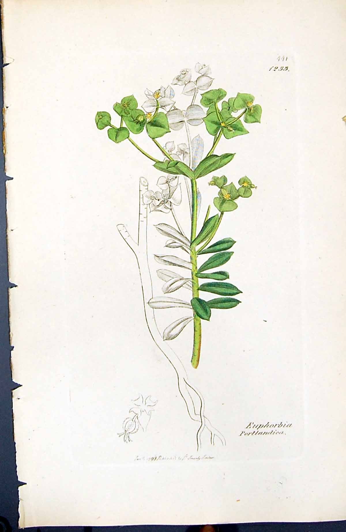 Old Print Euphorbia Portlandica British Plants Botany 1847 Sowerby Smith 19th