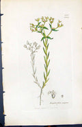 Antique Old Print Euphorbia Exigua British Plants Botany 1847 Sowerby Smith