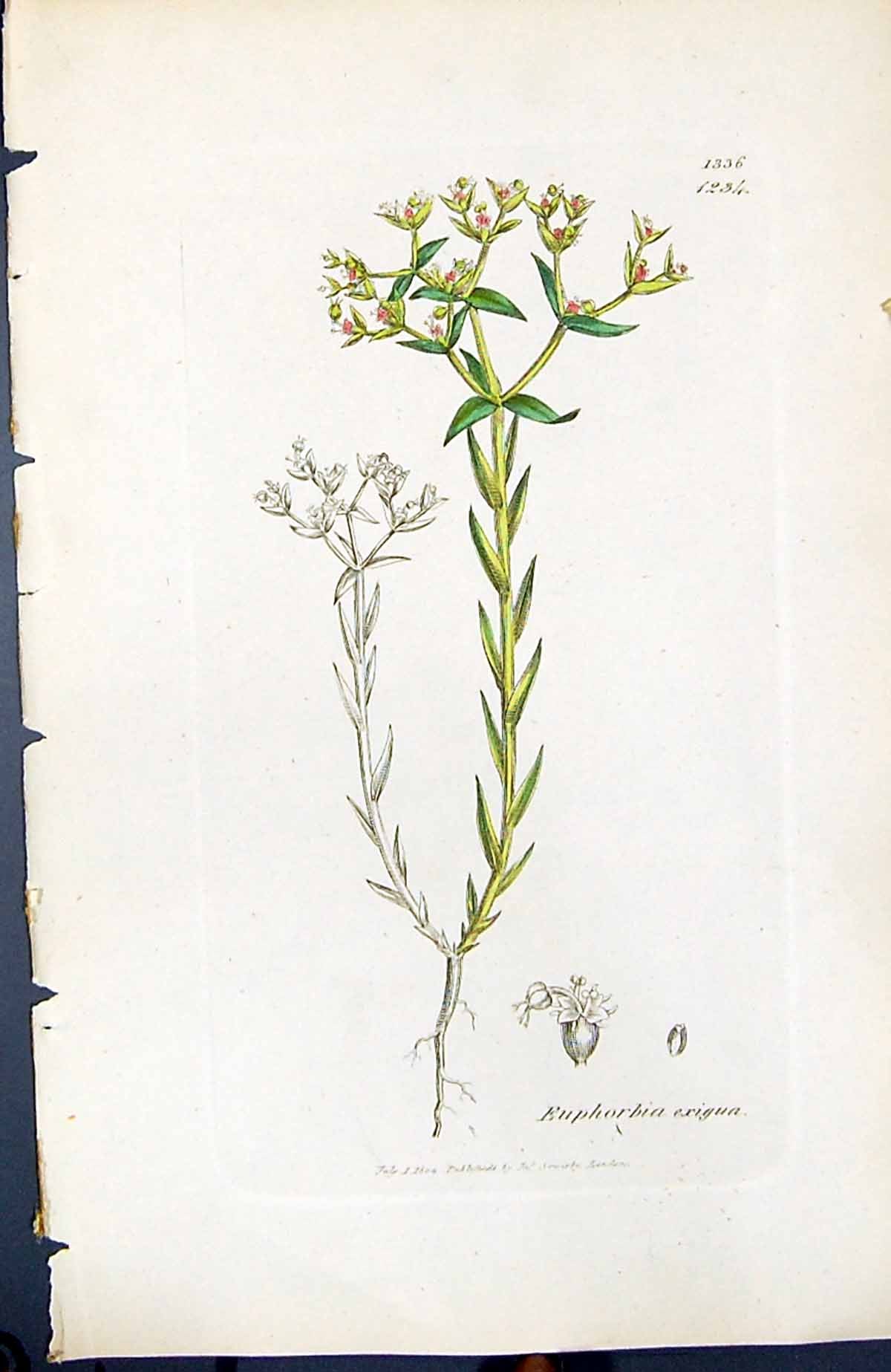 Antique Old Print Euphorbia Exigua British Plants Botany 1847 Sowerby Smith
