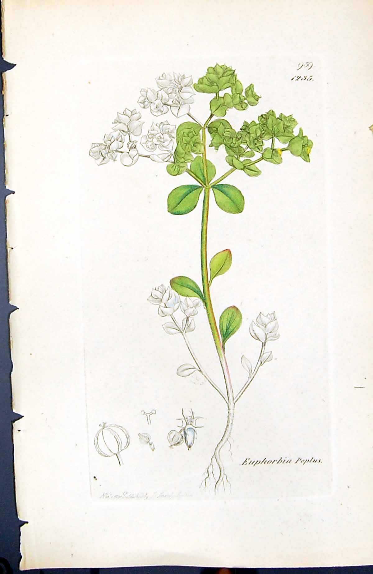 Antique Old Print Euphorbia Peplus British Plants Botany 1847 Sowerby Smith