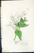 Antique Old Print Euphorbia Lathyris British Plants Botany 1847 Sowerby Smith