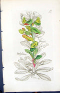 Old Print Euphorbia Amygdaloides British Plants Botany 1847 Sowerby Smith 19th