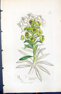 Antique Print Euphorbia Characias British Plants Botany 1847 Sowerby Smith 19th