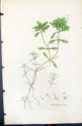 Antique Old Print Callitriche Verna British Plants Botany 1847 Sowerby Smith