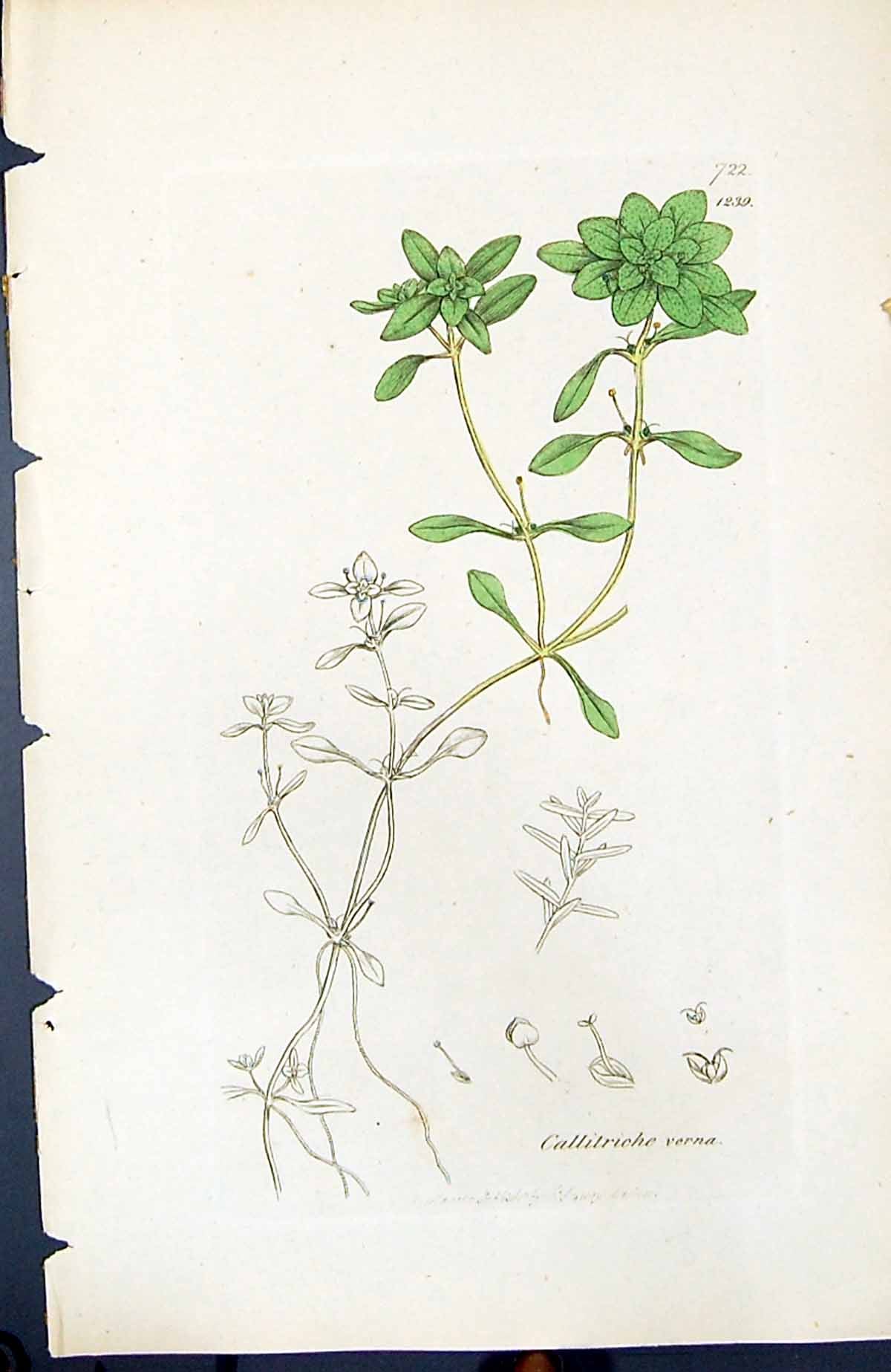 Antique Old Print Callitriche Verna British Plants Botany 1847 Sowerby Smith