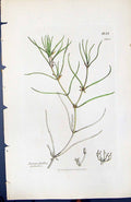 Old Print Zannichellia Palustris British Plants Botany 1847 Sowerby Smith 19th