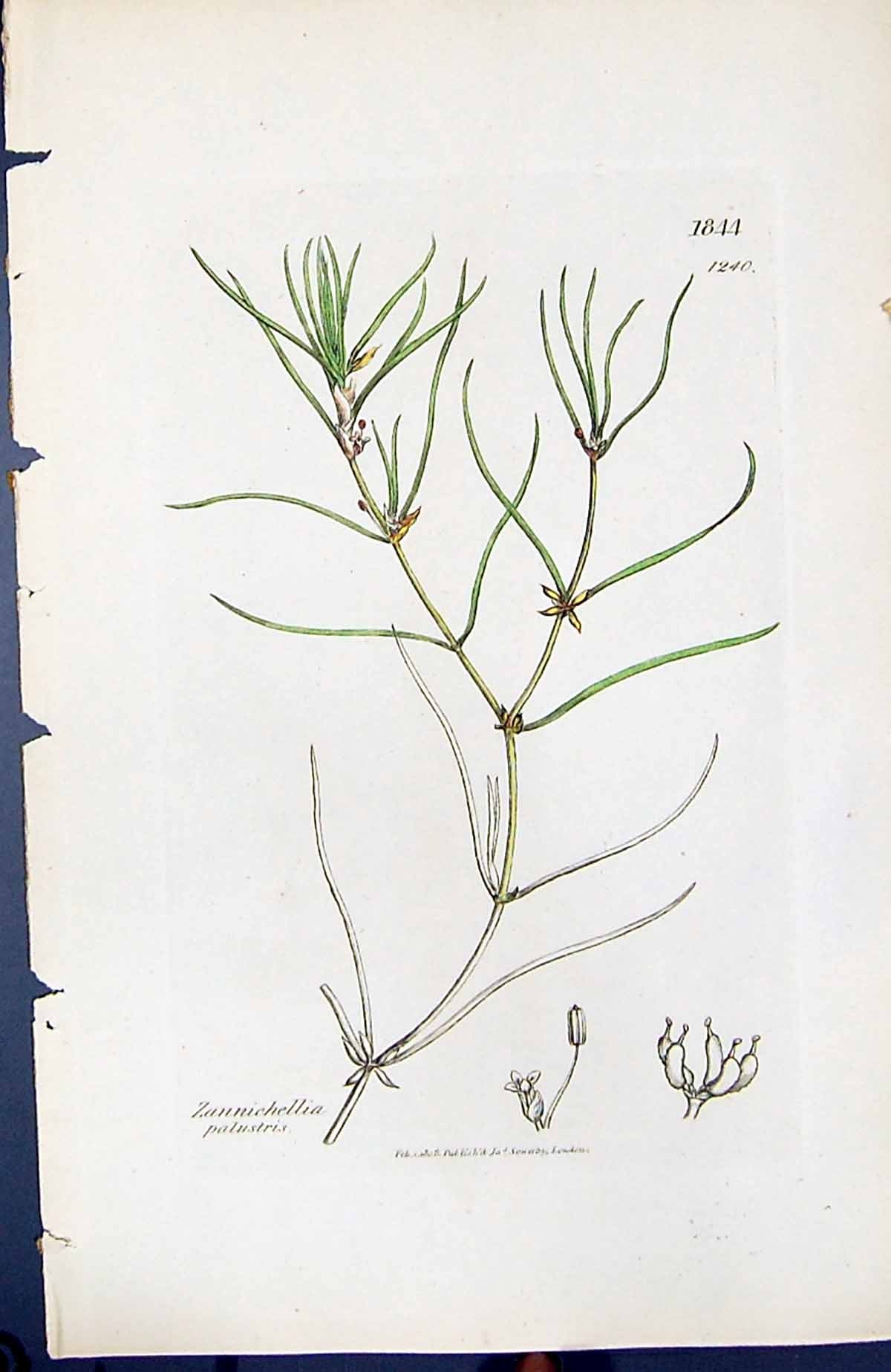 Old Print Zannichellia Palustris British Plants Botany 1847 Sowerby Smith 19th