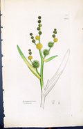 Antique Old Print Sparganium Ramosum British Plants Botany 1847 Sowerby Smith