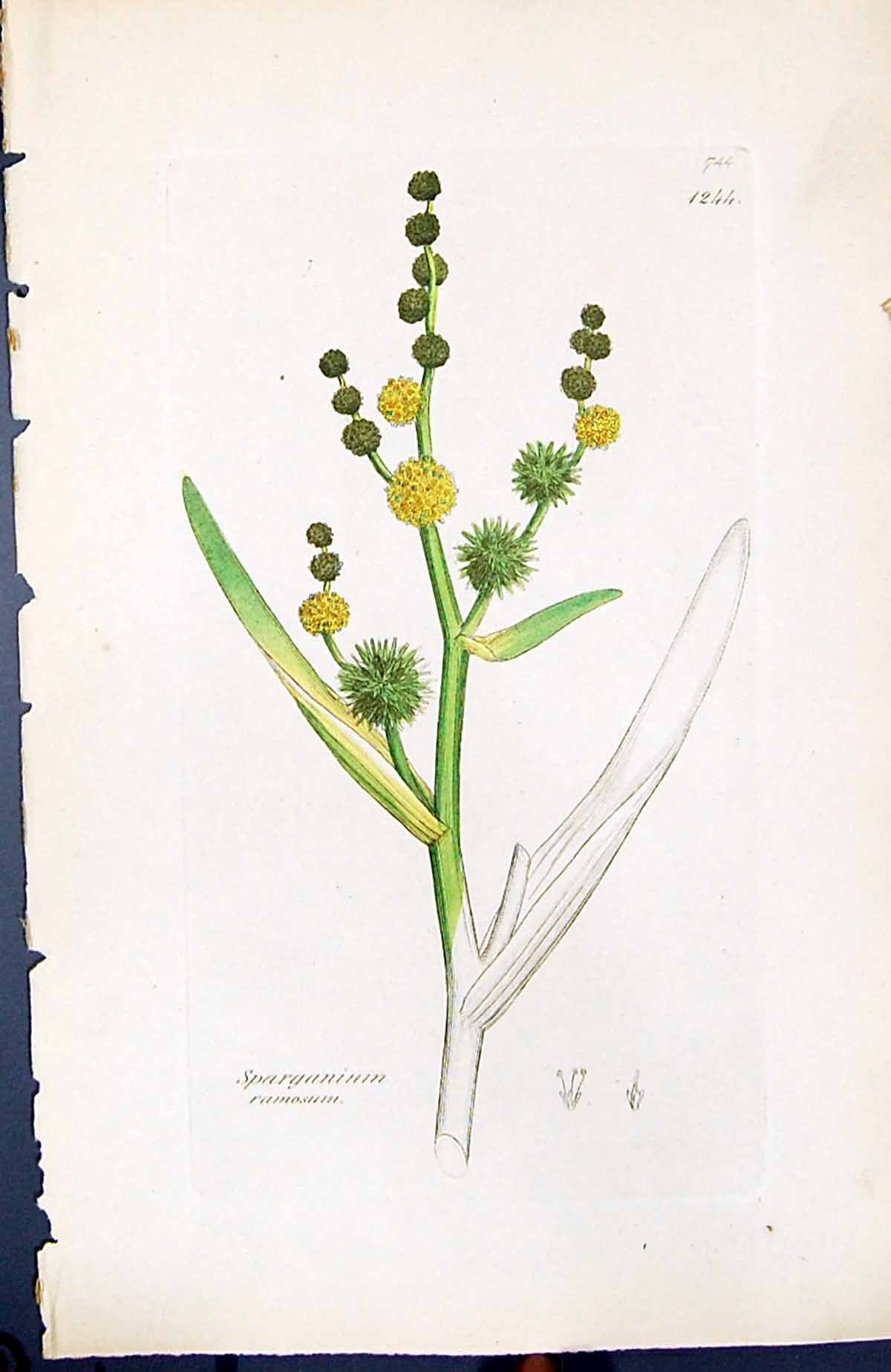 Antique Old Print Sparganium Ramosum British Plants Botany 1847 Sowerby Smith