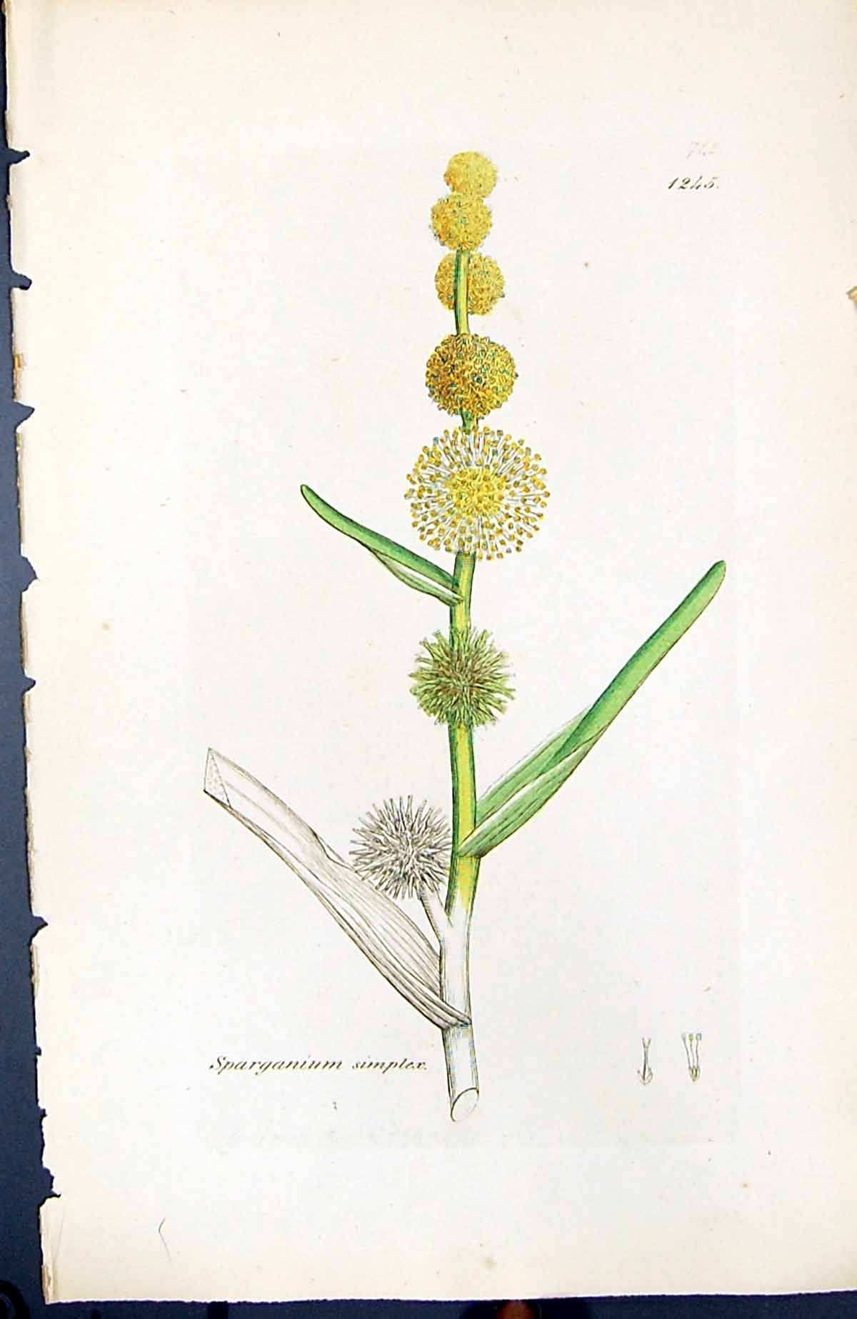 Antique Old Print Sparganium Simplex British Plants Botany 1847 Sowerby Smith