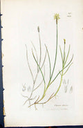 Antique Print Carex Dioica British Plants Botany 1847 Sowerby Smith Colour 19th