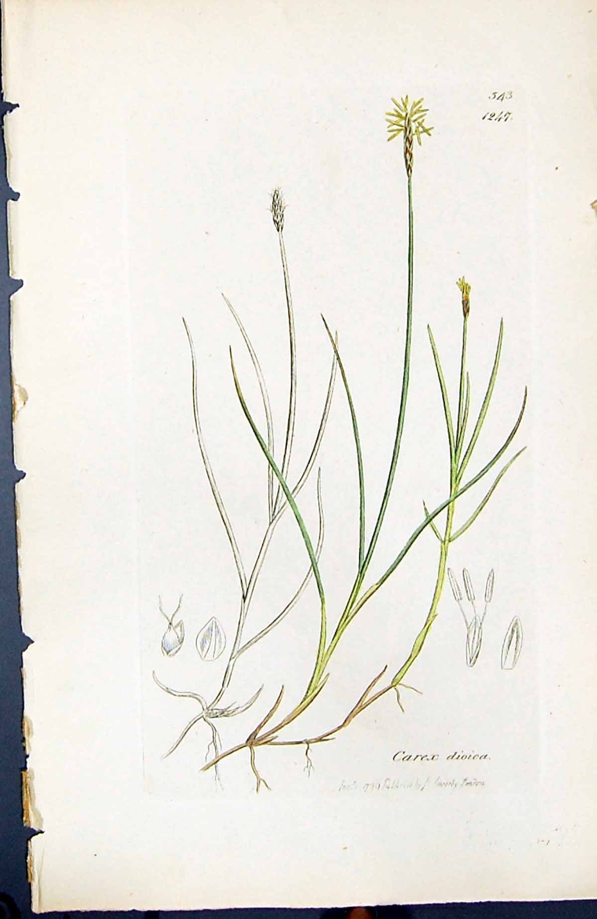 Antique Print Carex Dioica British Plants Botany 1847 Sowerby Smith Colour 19th