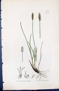 Antique Old Print Carex Davalliana British Plants Botany 1847 Sowerby Smith