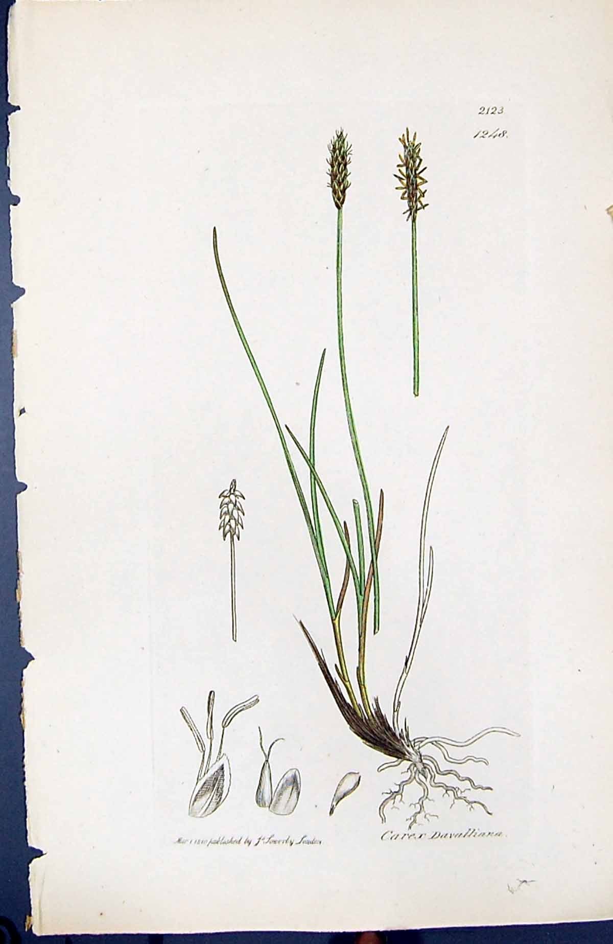 Antique Old Print Carex Davalliana British Plants Botany 1847 Sowerby Smith