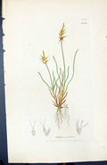 Antique Old Print Carex Pulicaris British Plants Botany 1847 Sowerby Smith 19th