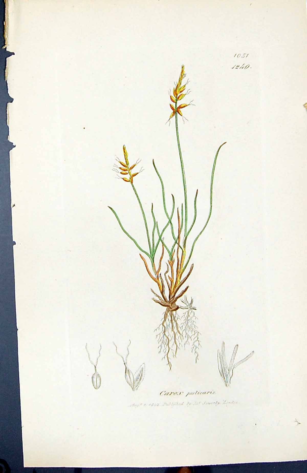 Antique Old Print Carex Pulicaris British Plants Botany 1847 Sowerby Smith 19th