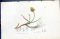 Antique Print Carex Incurva British Plants Botany 1847 Sowerby Smith Colour
