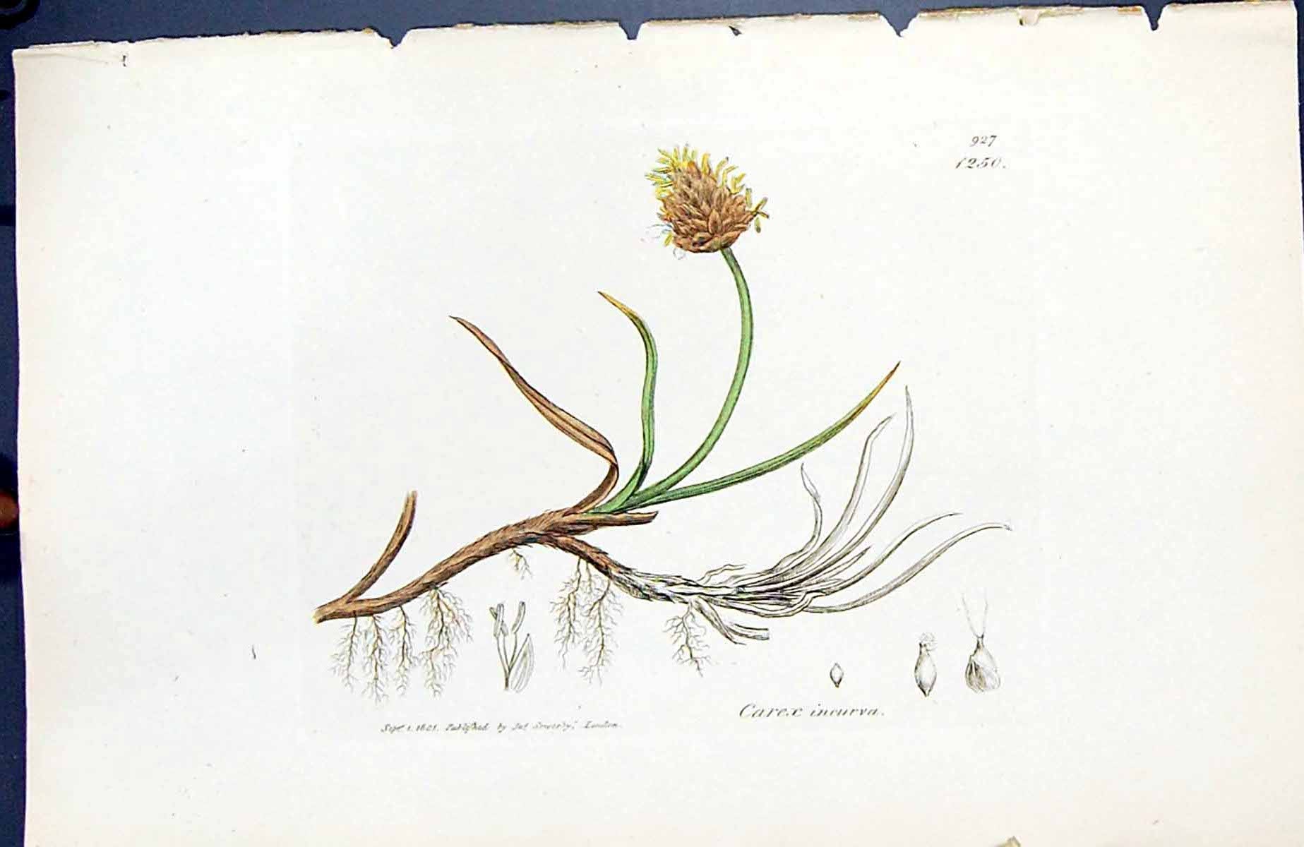 Antique Print Carex Incurva British Plants Botany 1847 Sowerby Smith Colour