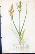 Old Print Carex Arenaria British Plants Botany 1847 Sowerby Smith Colour 19th