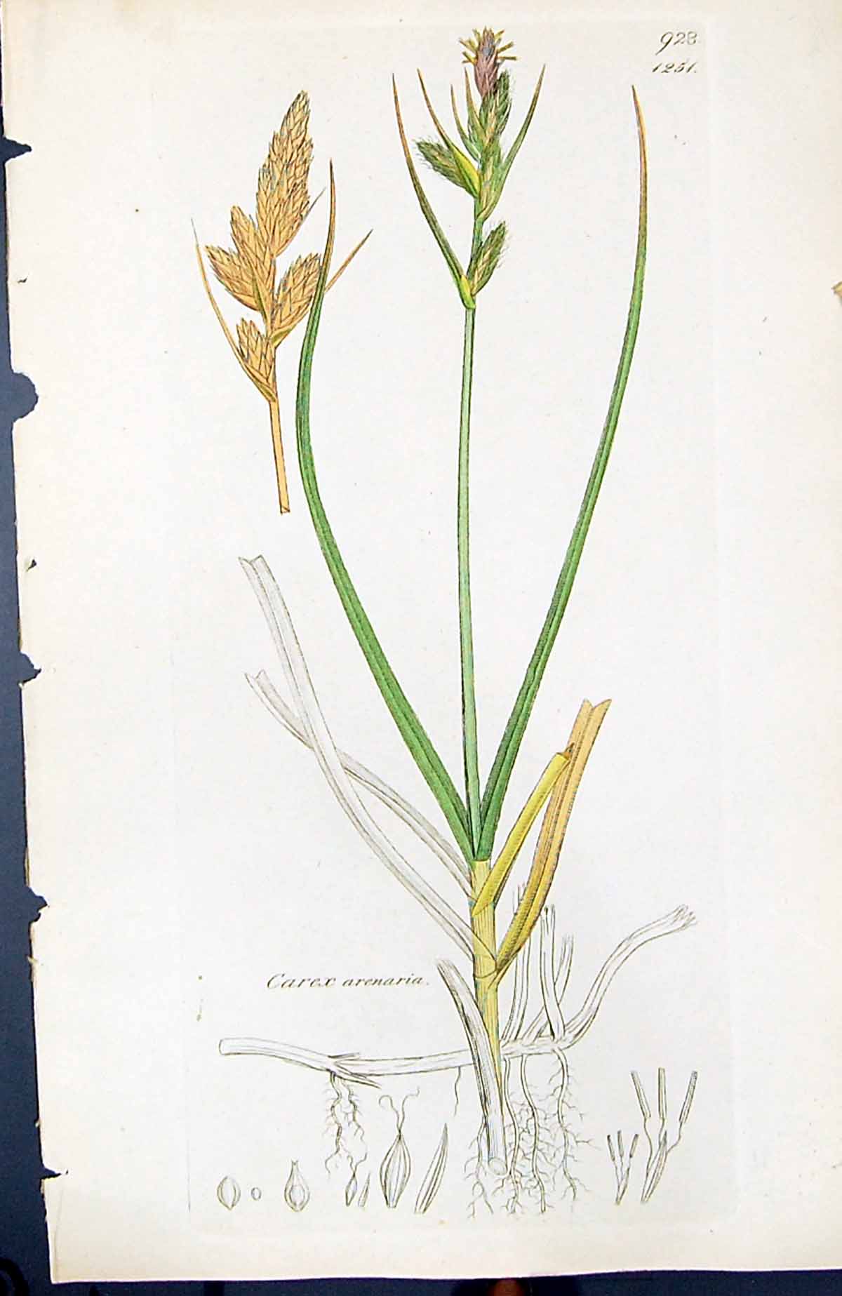 Old Print Carex Arenaria British Plants Botany 1847 Sowerby Smith Colour 19th