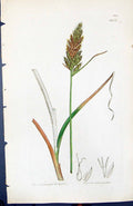 Antique Old Print Carex Intermedia British Plants Botany 1847 Sowerby Smith