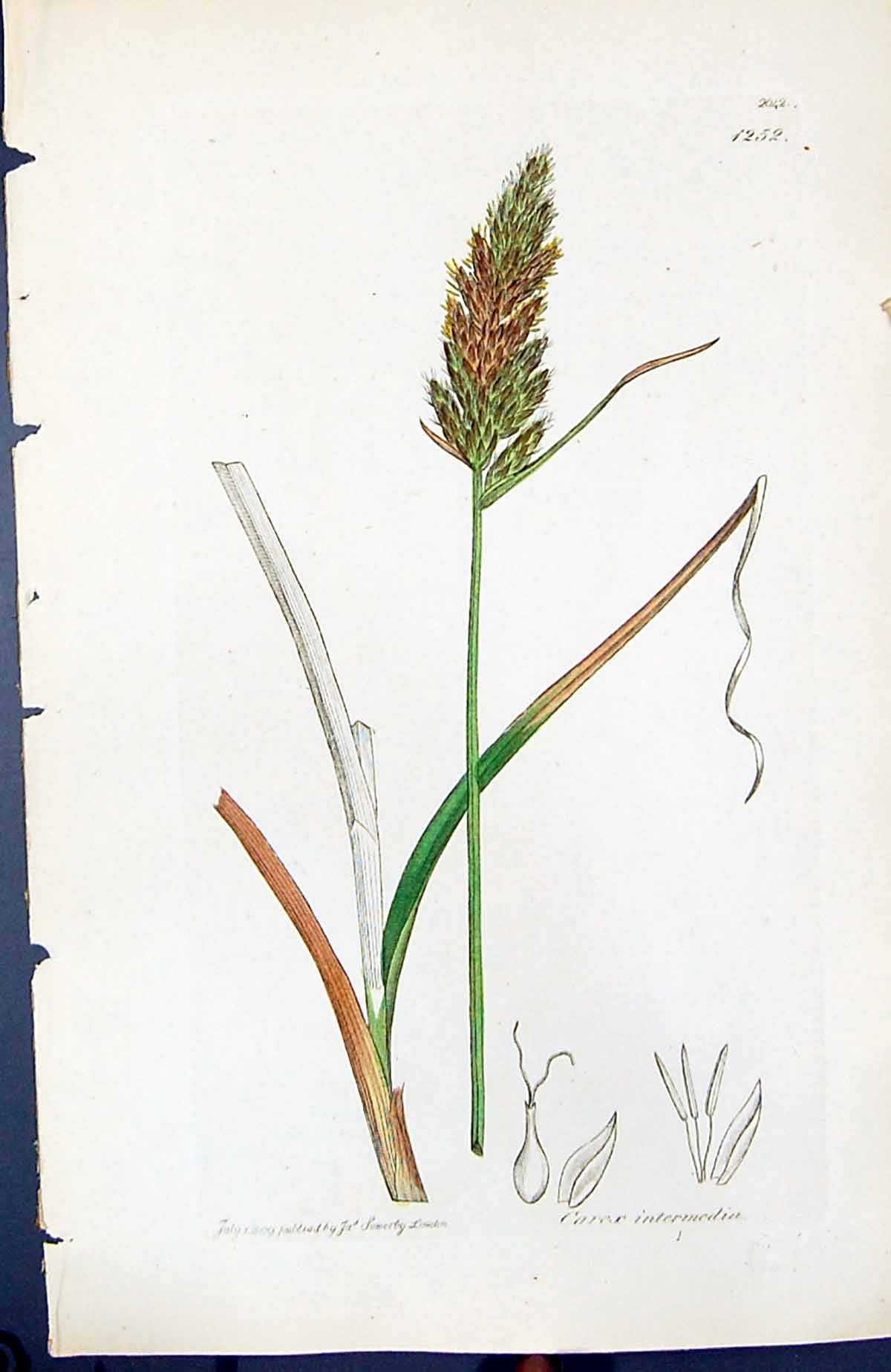Antique Old Print Carex Intermedia British Plants Botany 1847 Sowerby Smith