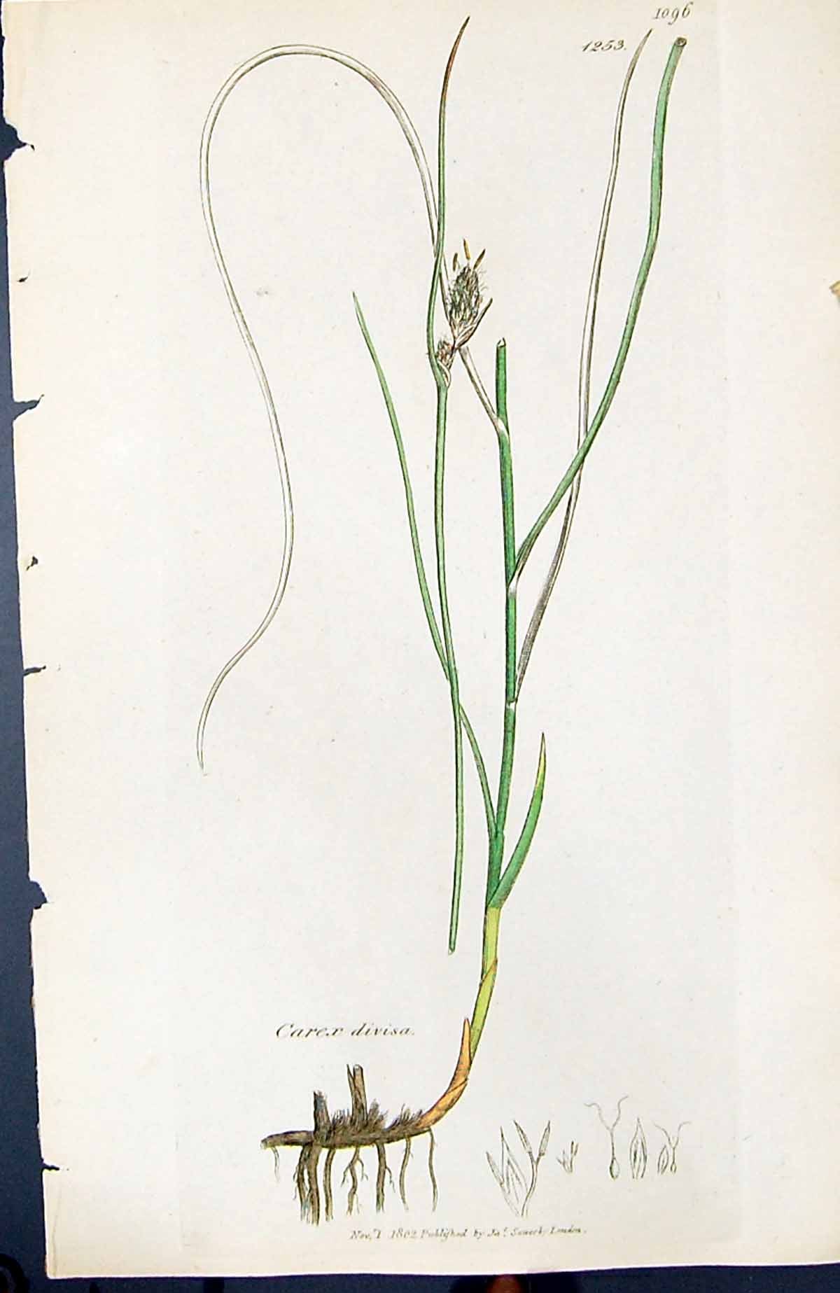 Antique Print Carex Divisa British Plants Botany 1847 Sowerby Smith Colour 19th