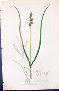 Old Print Carex Muricata British Plants Botany 1847 Sowerby Smith Colour 19th