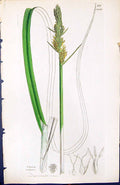 Antique Print Carex Vulpina British Plants Botany 1847 Sowerby Smith Colour