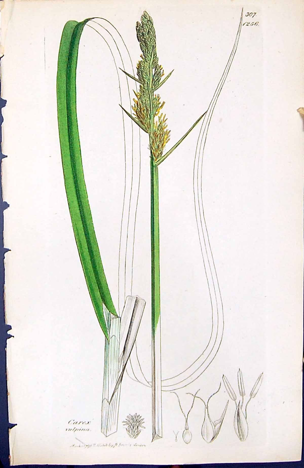 Antique Print Carex Vulpina British Plants Botany 1847 Sowerby Smith Colour