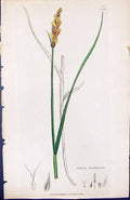 Antique Old Print Carex Teretiuscula British Plants Botany 1847 Sowerby Smith