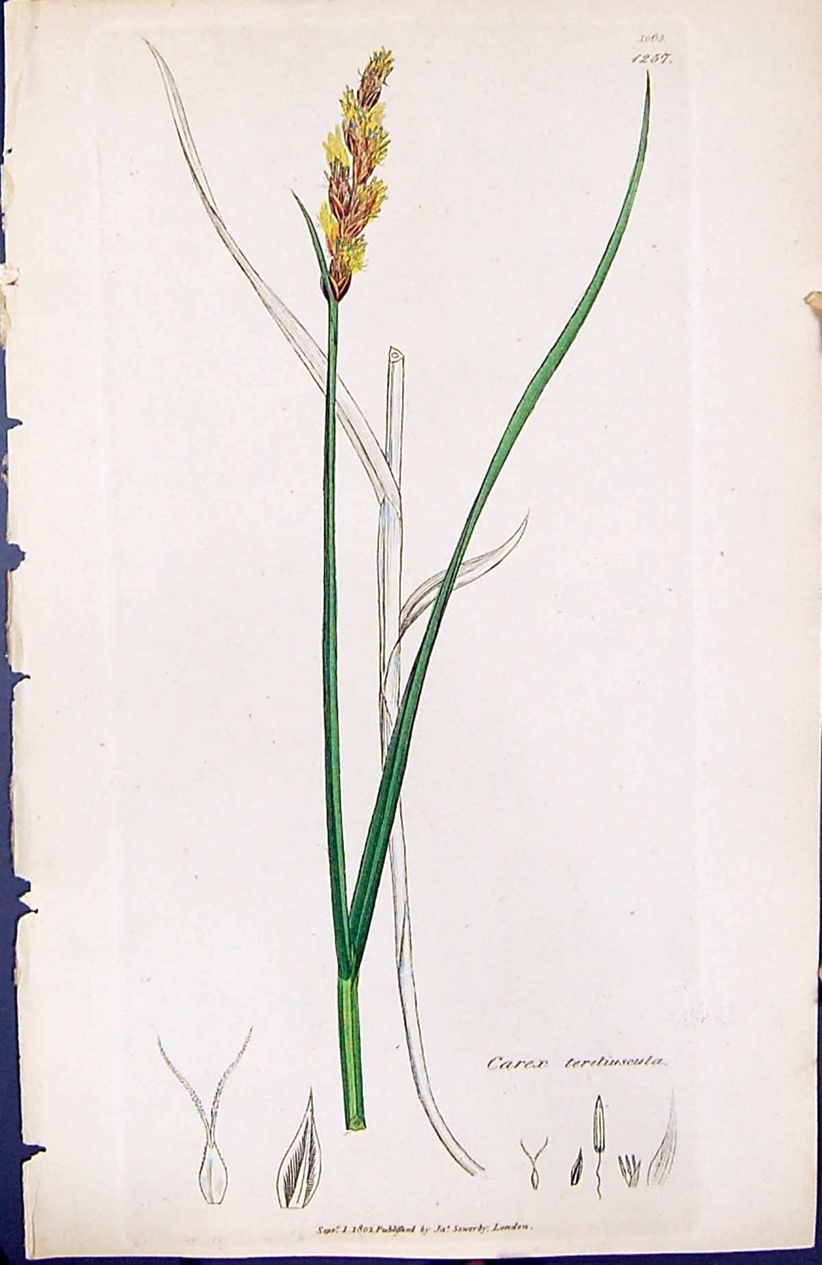 Antique Old Print Carex Teretiuscula British Plants Botany 1847 Sowerby Smith